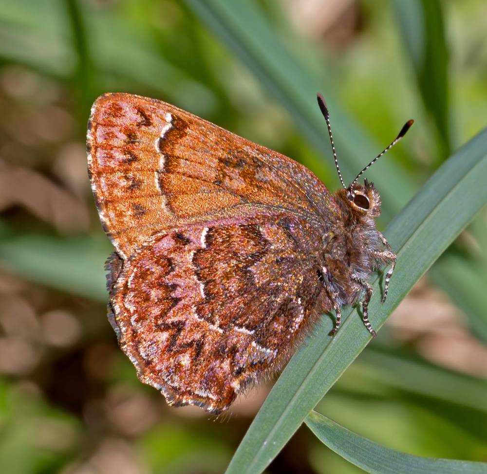 Western Pine Elfin